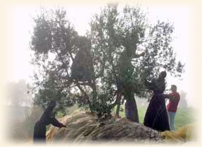 Olive harvest at the seminary